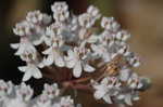 Swamp milkweed